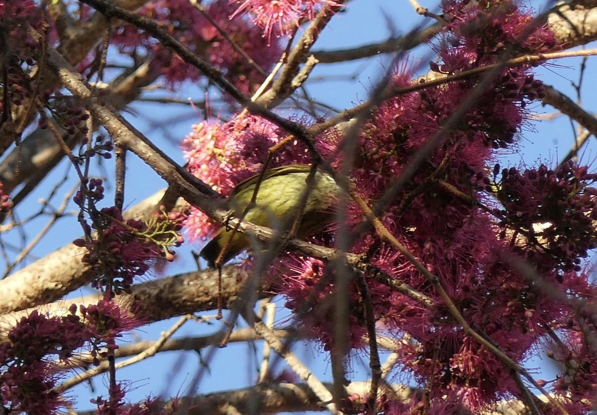 Schlegel's Asity - ML644377029