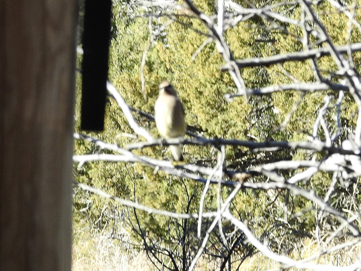 Cedar Waxwing - ML644377030
