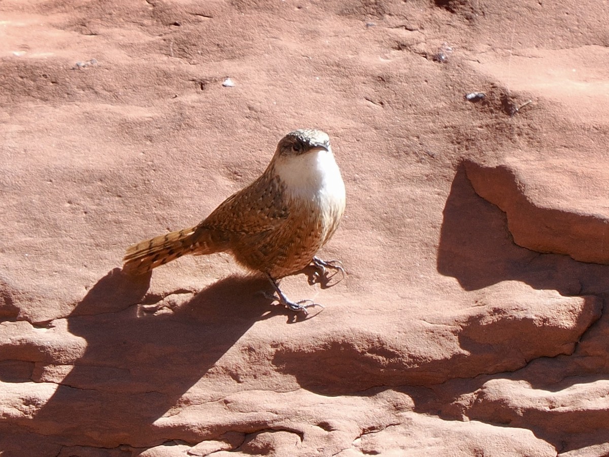 Schluchtenzaunkönig - ML644377034