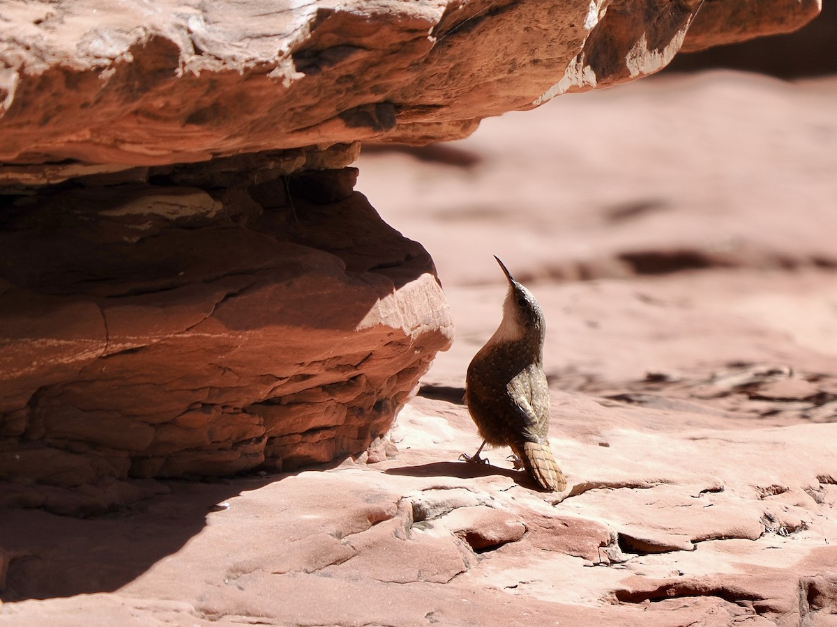 Schluchtenzaunkönig - ML644377036