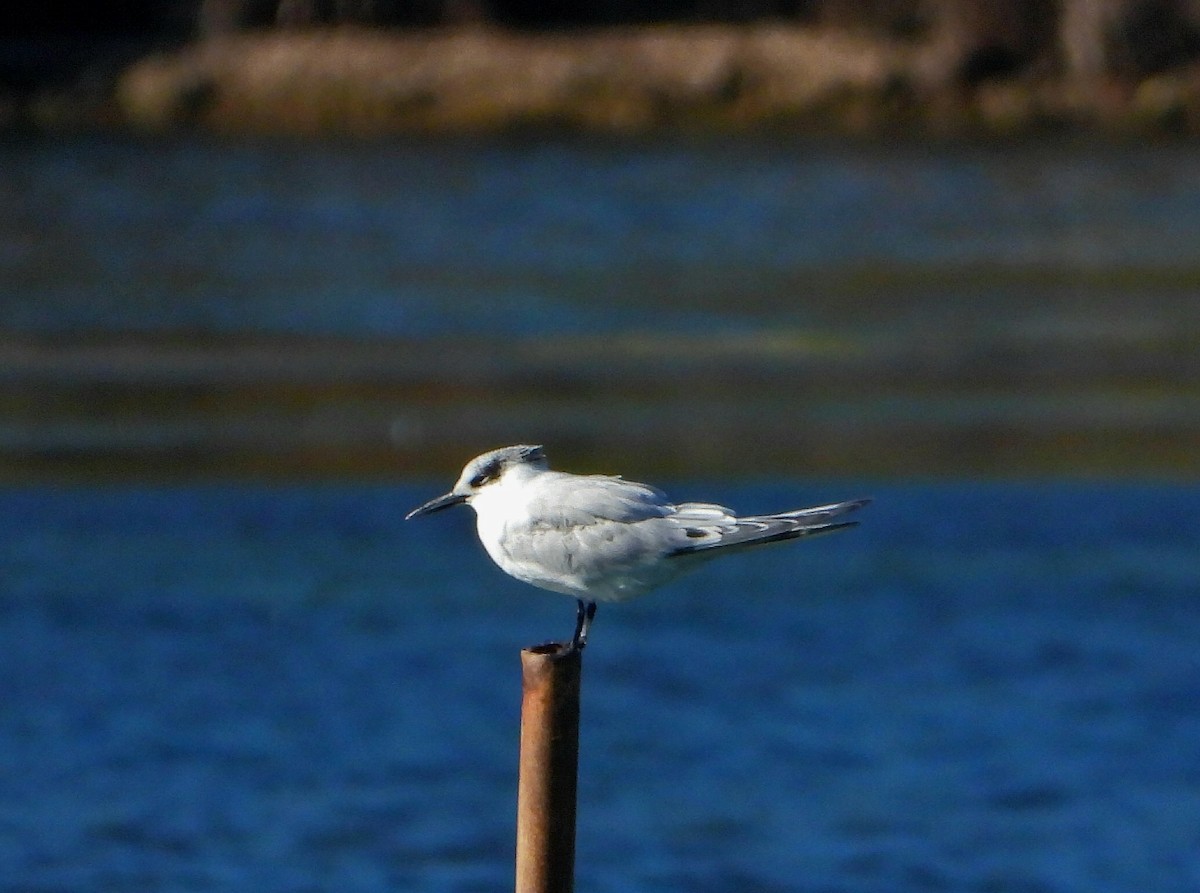 rybák severní - ML644377046