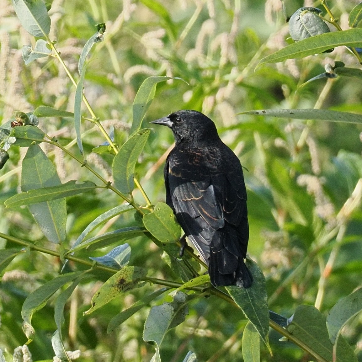 Red-winged Blackbird - ML644377051