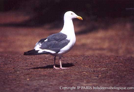 アメリカオオセグロカモメ - ML644377052