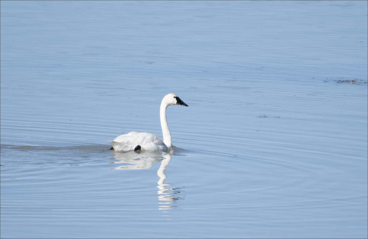 Trumpeter Swan - ML644377065