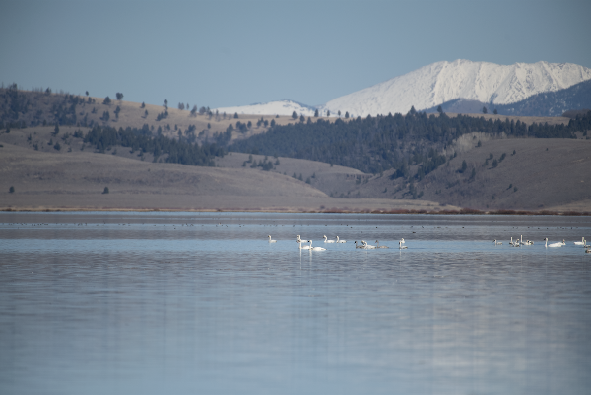 Trumpeter Swan - ML644377066