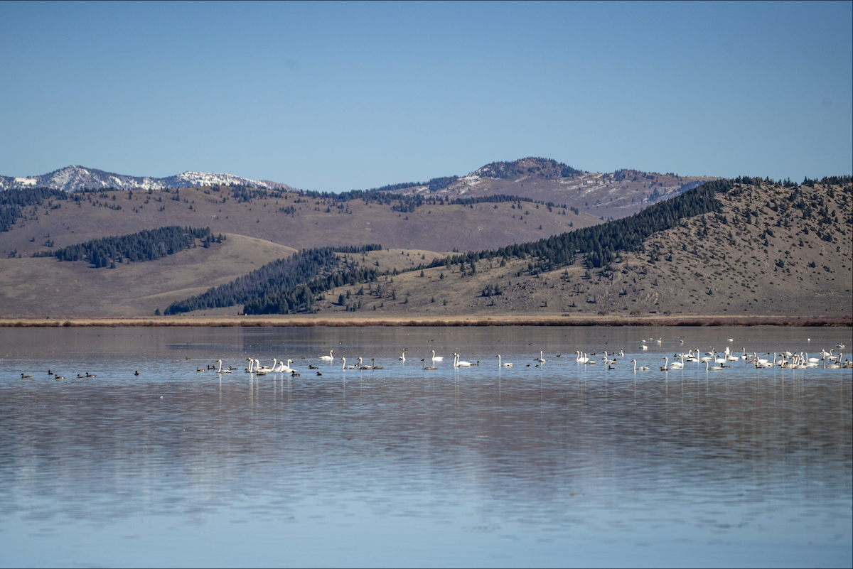 Trumpeter Swan - ML644377067
