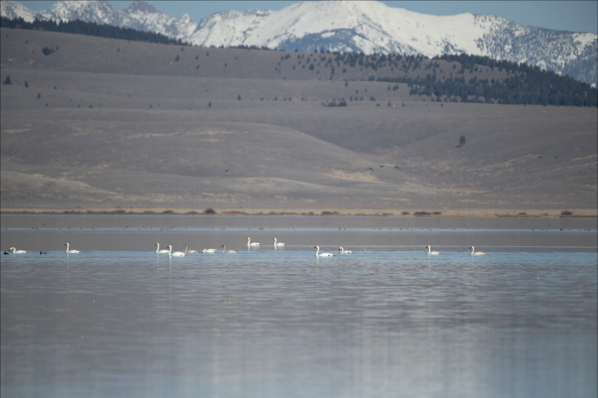 Trumpeter Swan - ML644377068