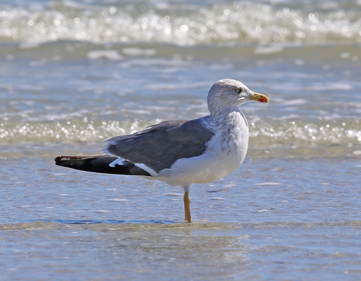 Lesser Black-backed Gull - ML644377074