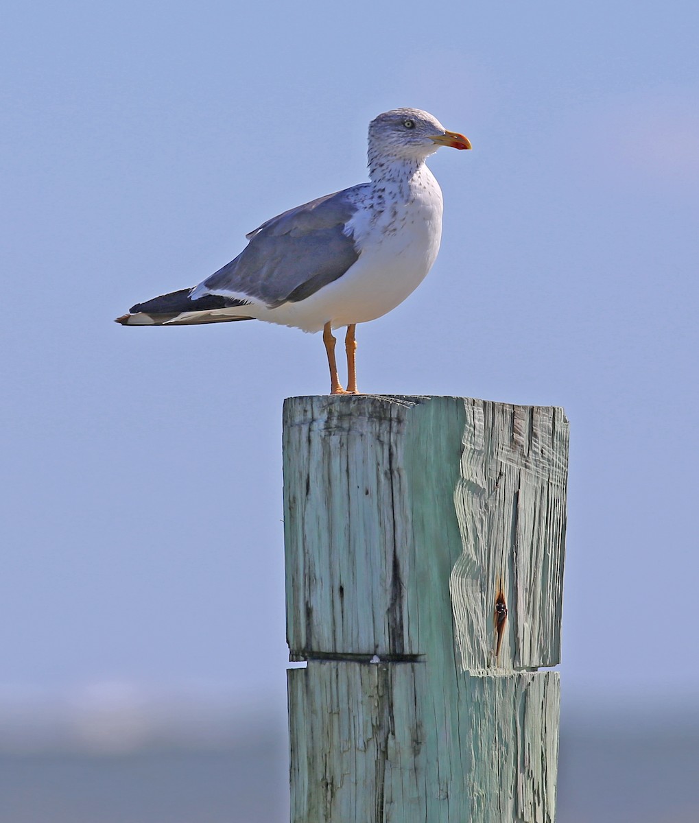 Lesser Black-backed Gull - ML644377075