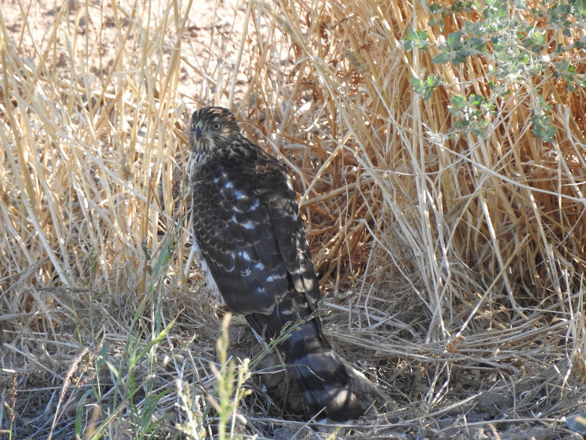 Cooper's Hawk - ML644377077
