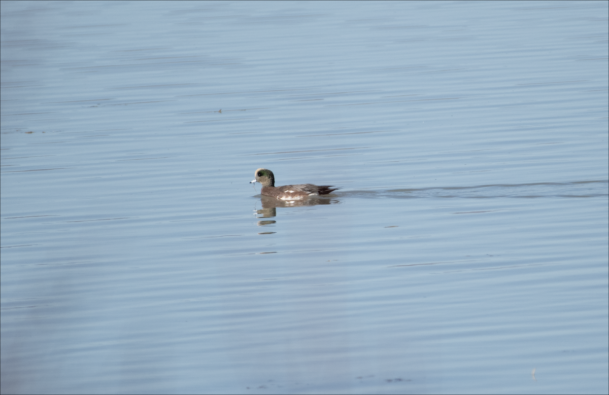 American Wigeon - ML644377080