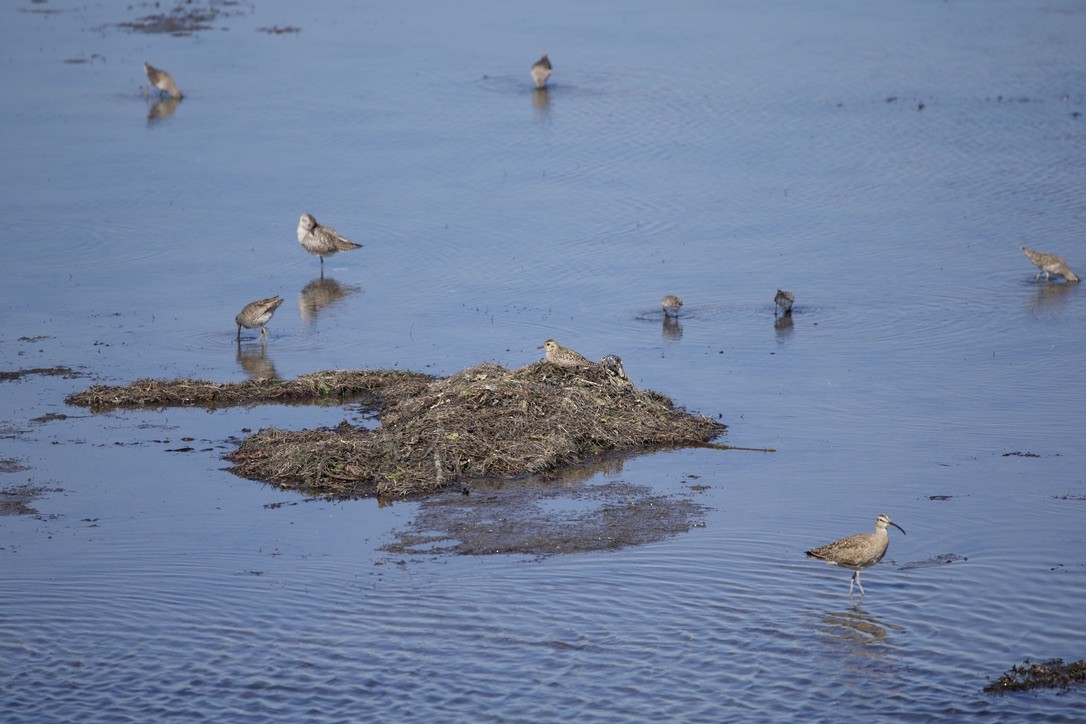 太平洋金斑鴴 - ML644377085