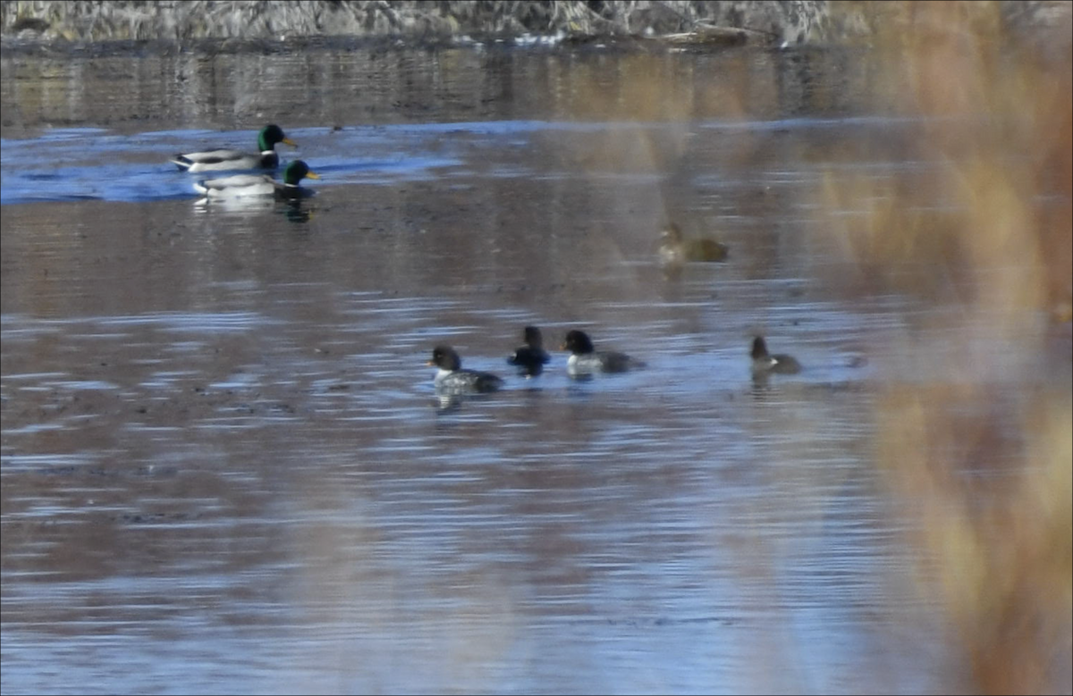 Barrow's Goldeneye - ML644377087