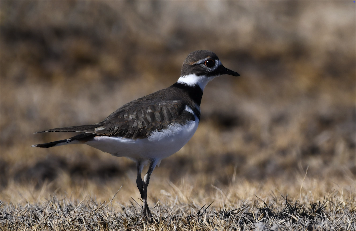 Killdeer - ML644377095