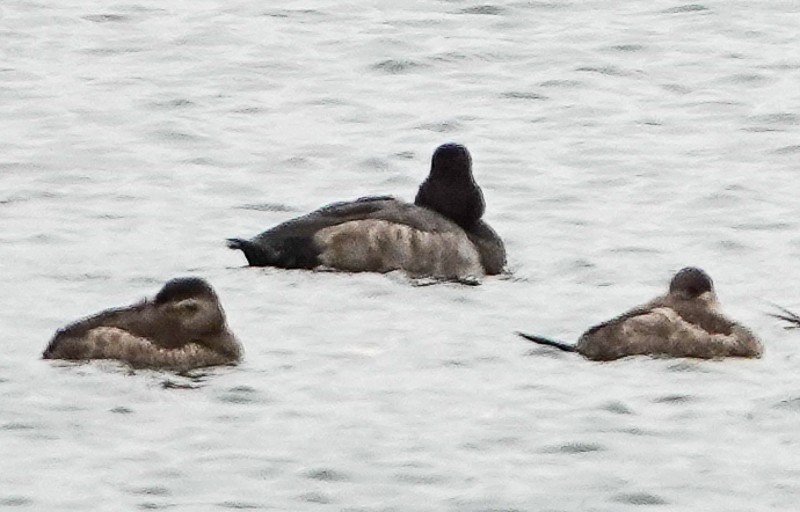 Greater Scaup - ML644377100