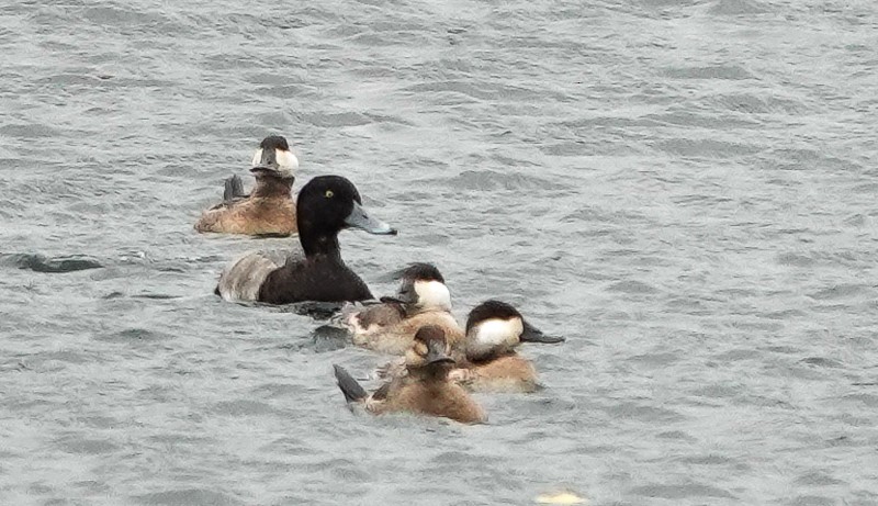 Greater Scaup - ML644377101