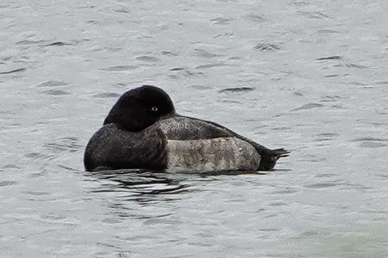 Greater Scaup - ML644377102