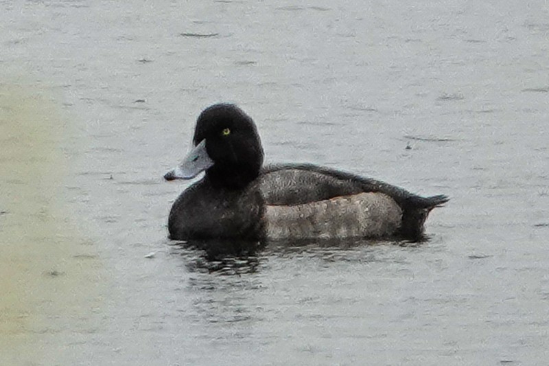 Greater Scaup - ML644377103