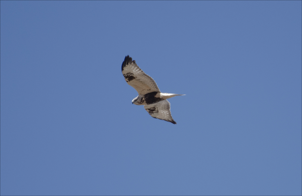 Rough-legged Hawk - ML644377105