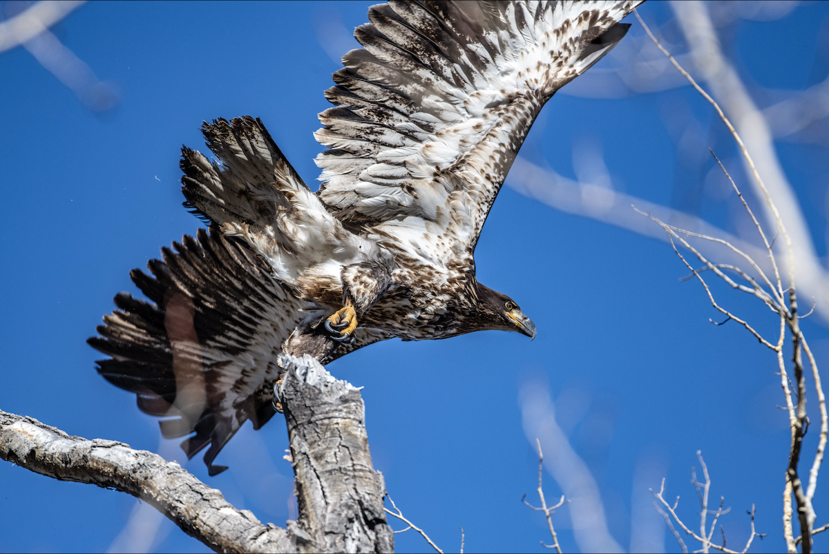 Bald Eagle - ML644377122