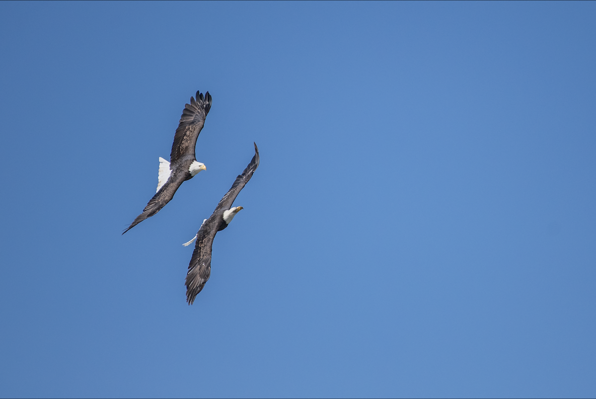 Bald Eagle - ML644377123