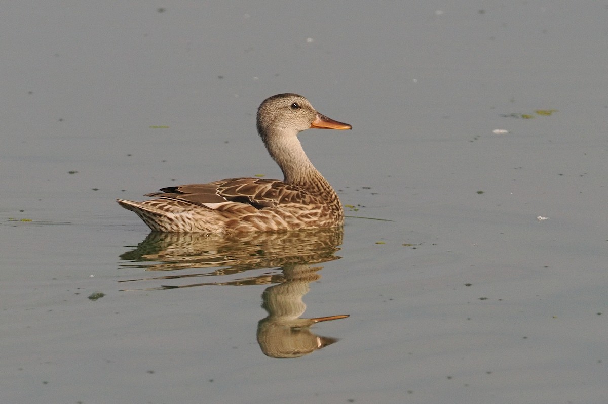 duck sp. - ML644377128