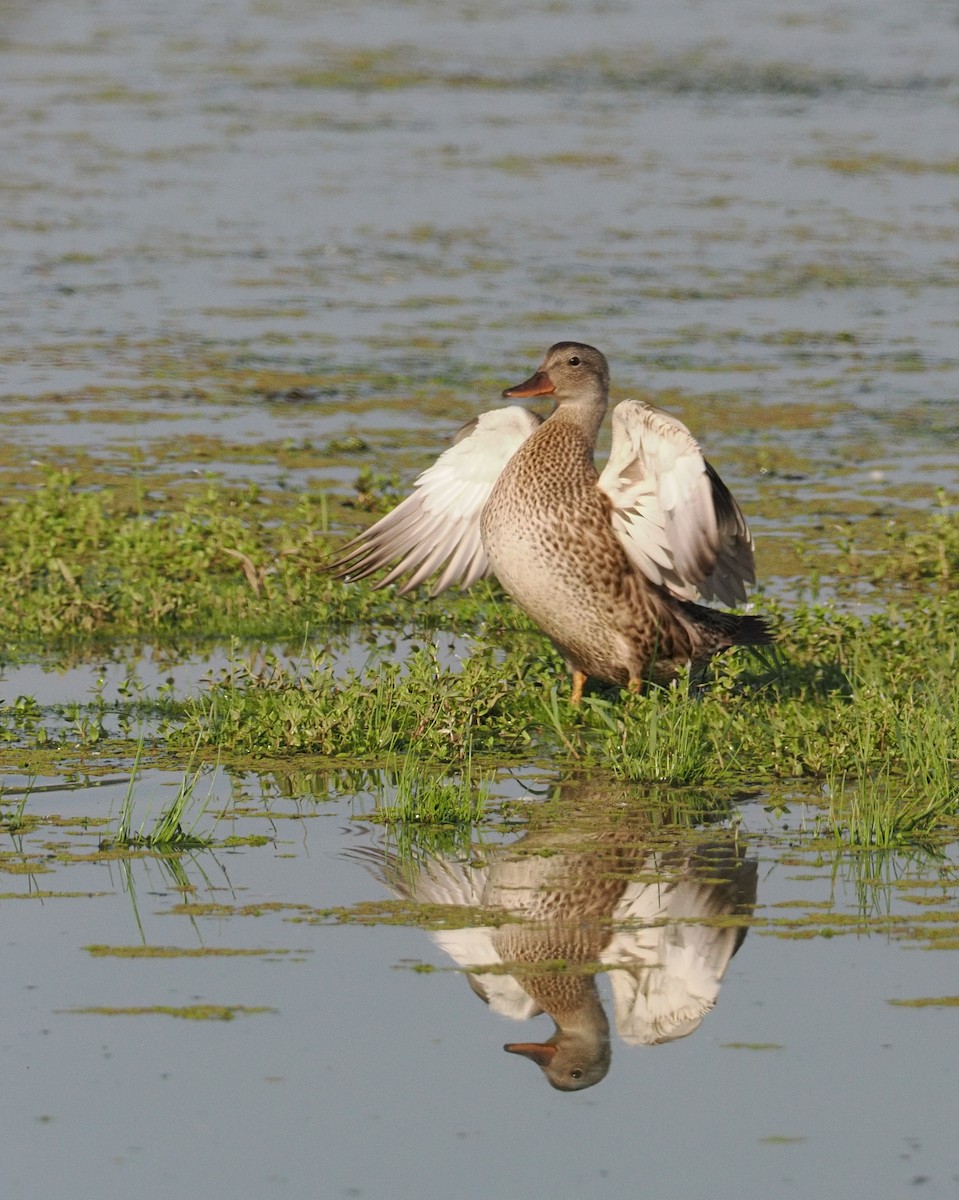 duck sp. - ML644377129