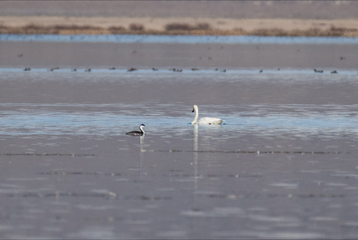 Western Grebe - ML644377136