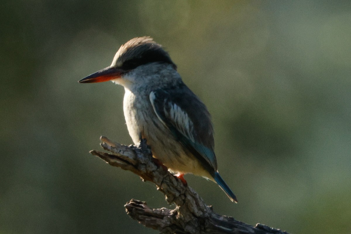 Striped Kingfisher - ML644377158