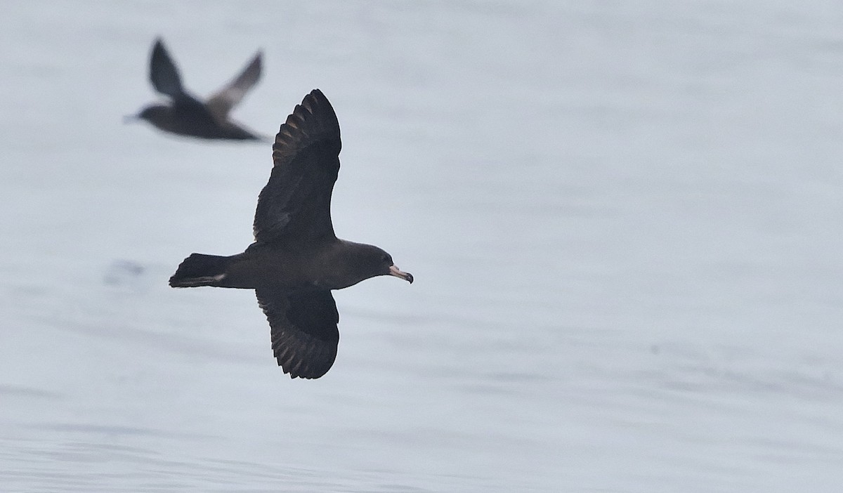 Flesh-footed Shearwater - ML644377163