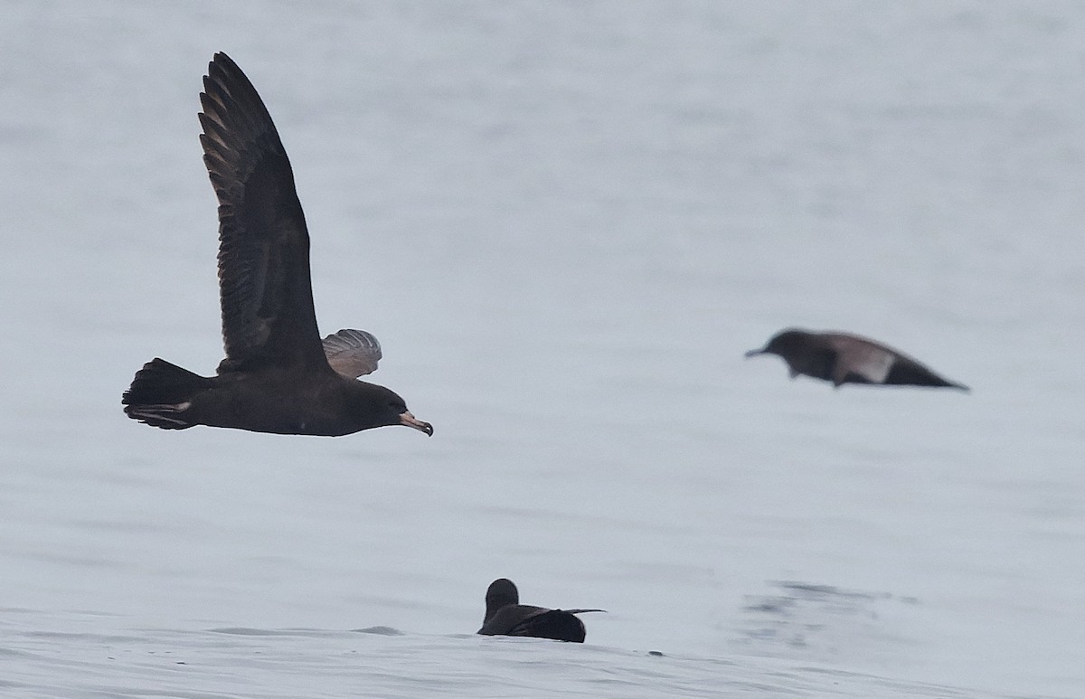 Flesh-footed Shearwater - ML644377164