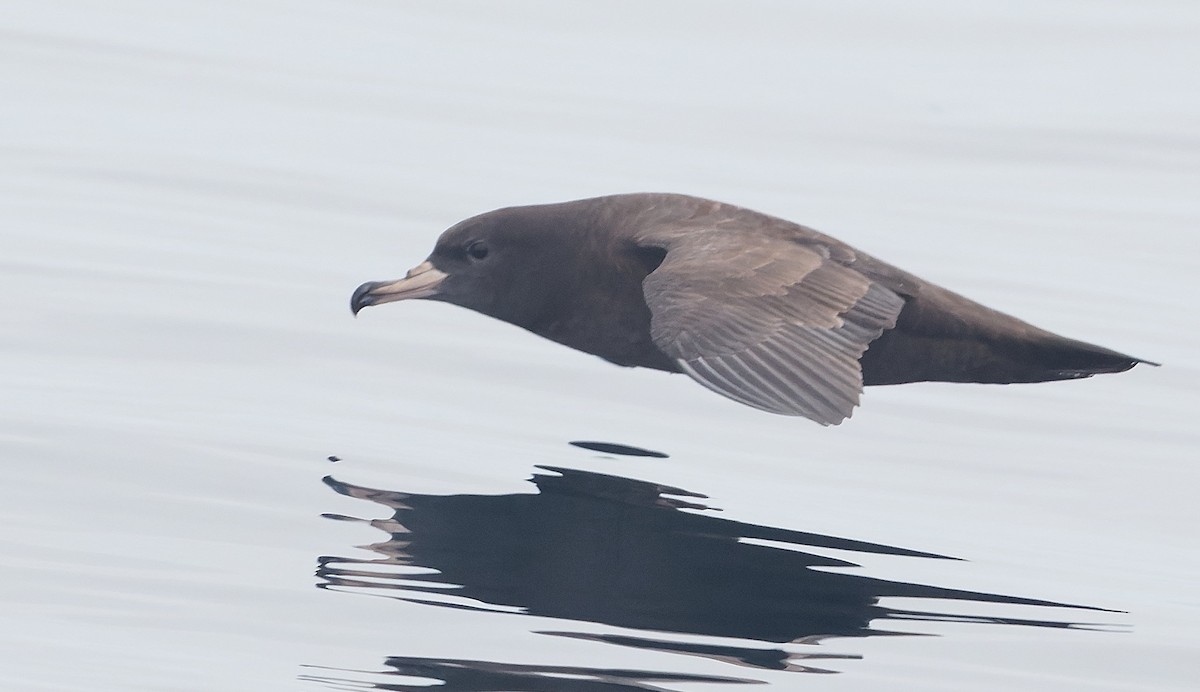 Flesh-footed Shearwater - ML644377165