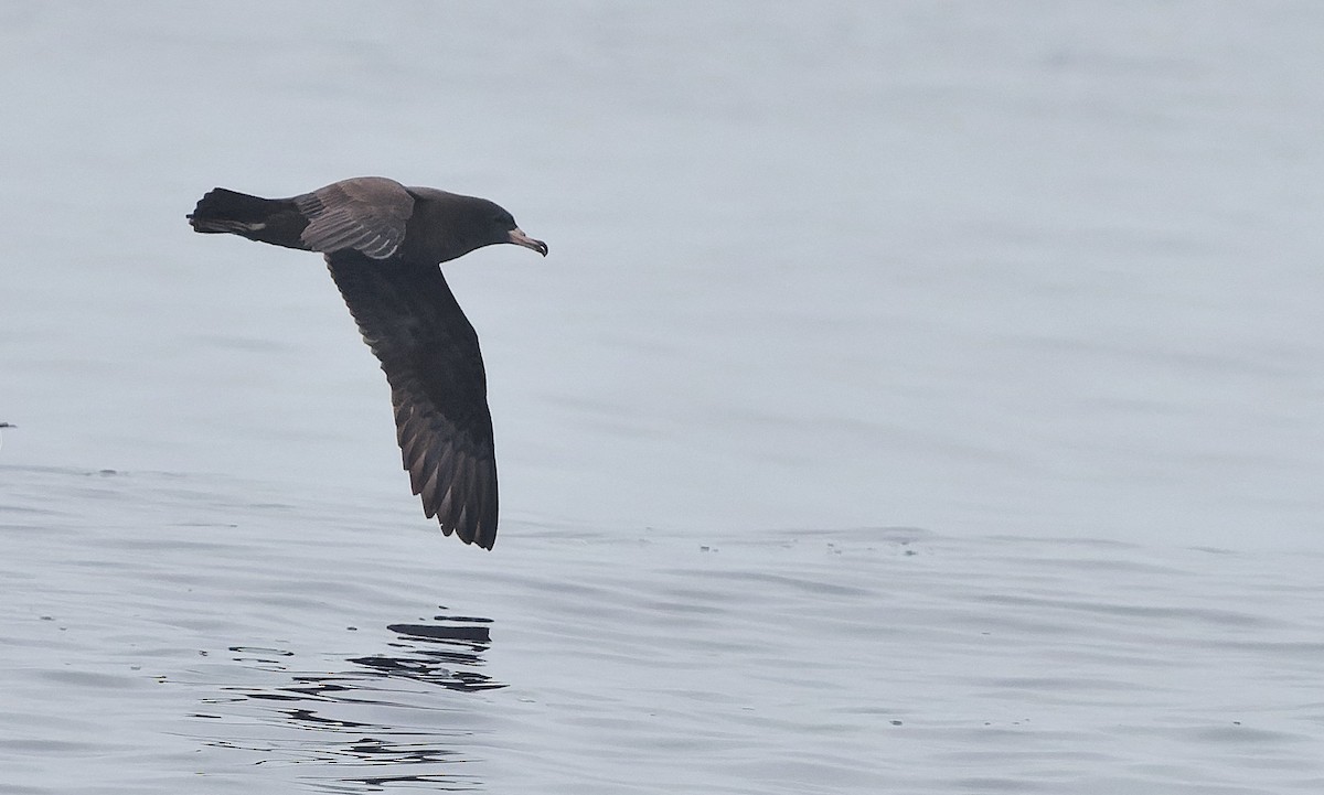 Flesh-footed Shearwater - ML644377166