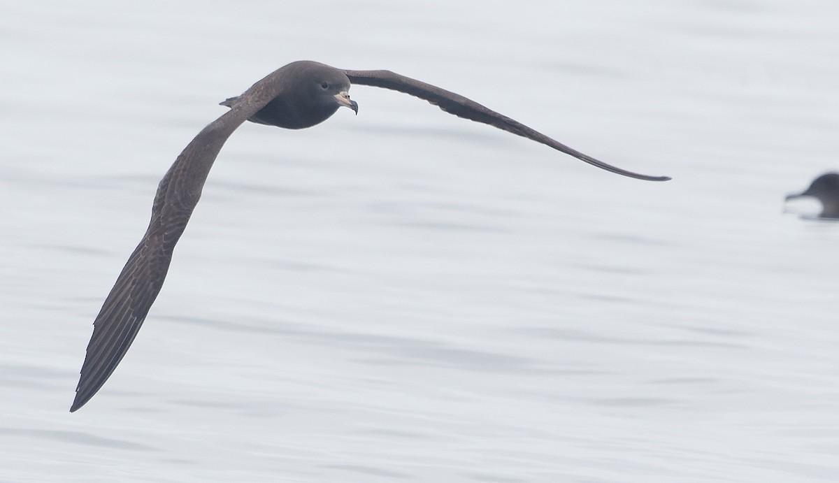 Flesh-footed Shearwater - ML644377167