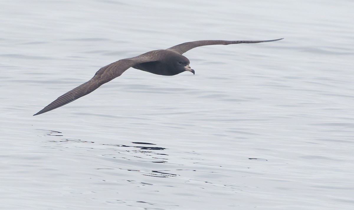 Flesh-footed Shearwater - ML644377168