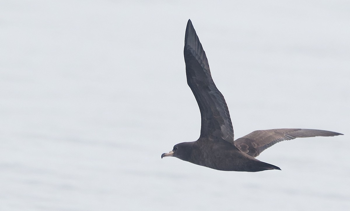 Flesh-footed Shearwater - ML644377169