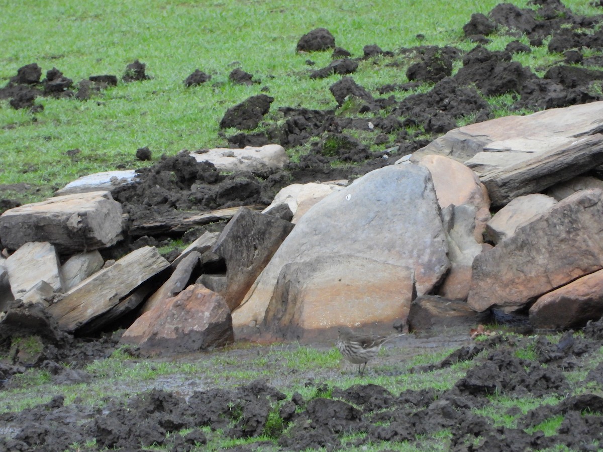 Water Pipit - ML644377190