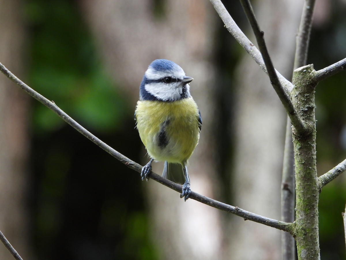 Eurasian Blue Tit - ML644377193