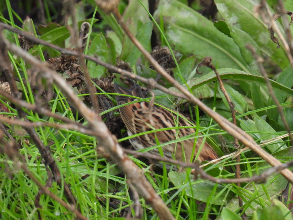 小鵐 - ML644377199