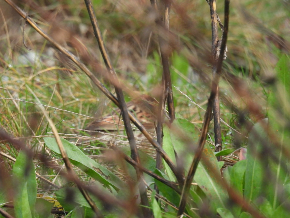 小鵐 - ML644377200