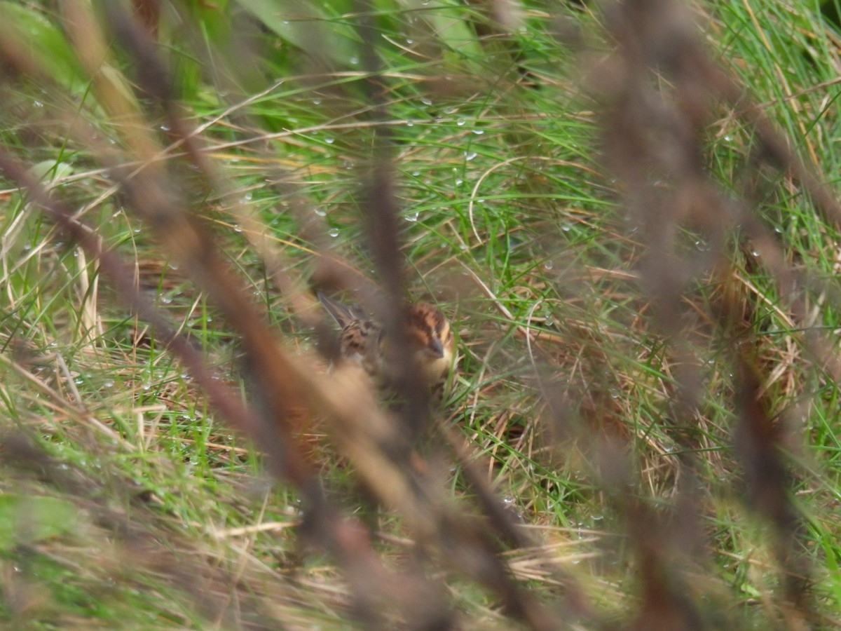 小鵐 - ML644377201