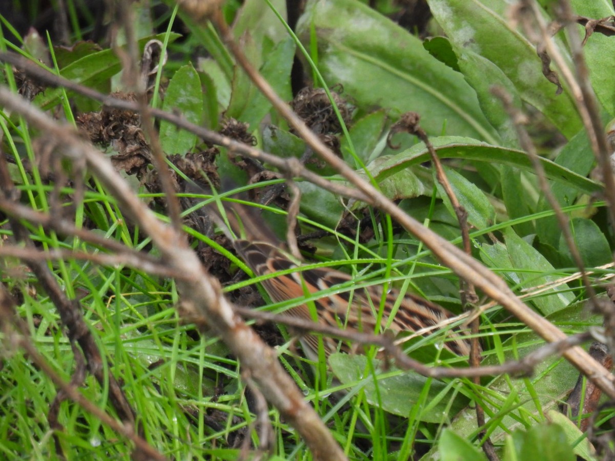 小鵐 - ML644377202