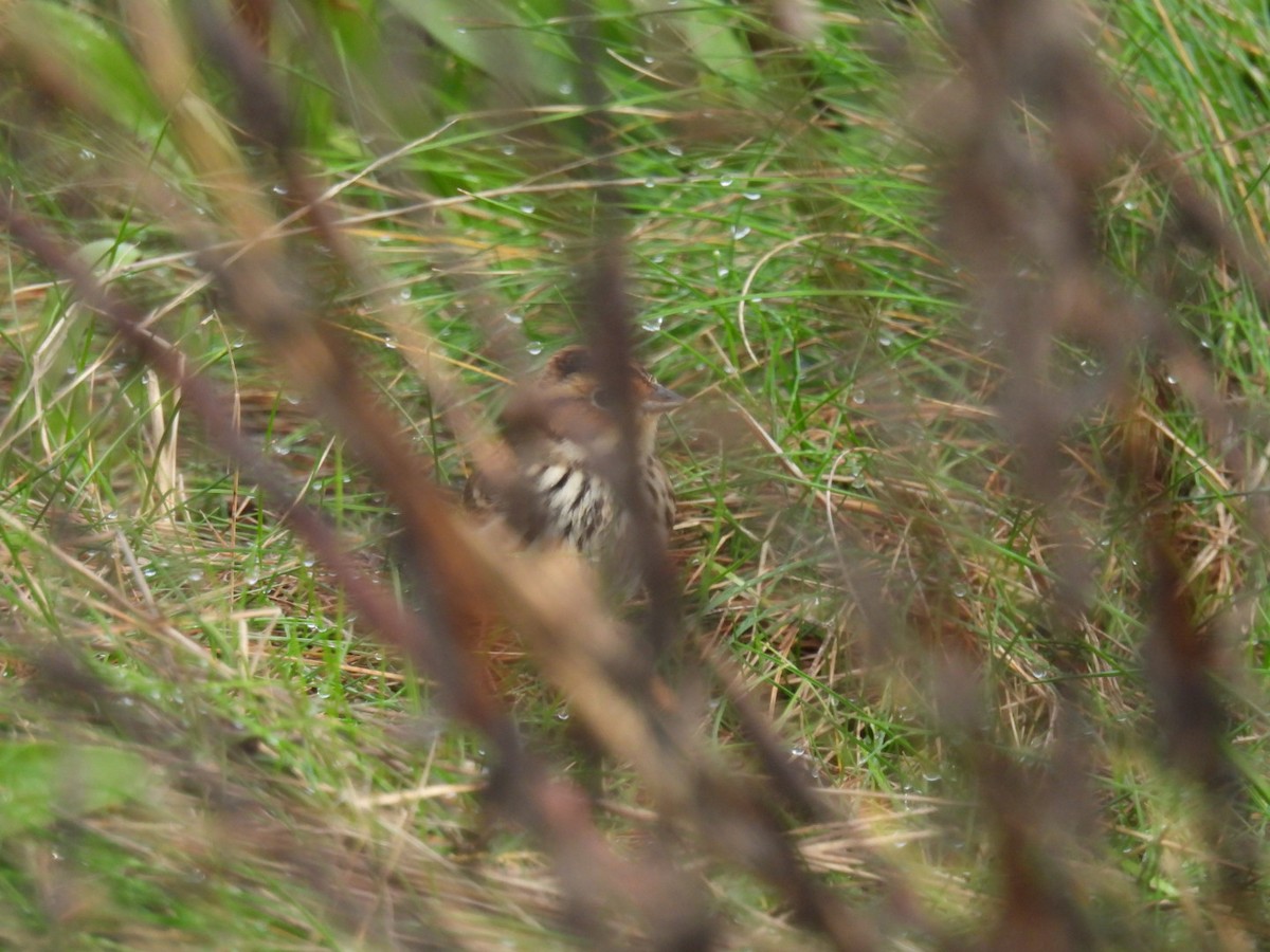 小鵐 - ML644377203