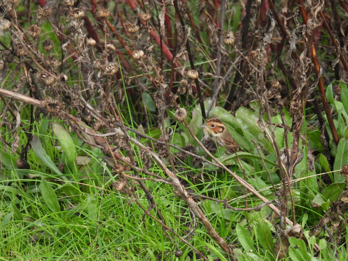 小鵐 - ML644377204