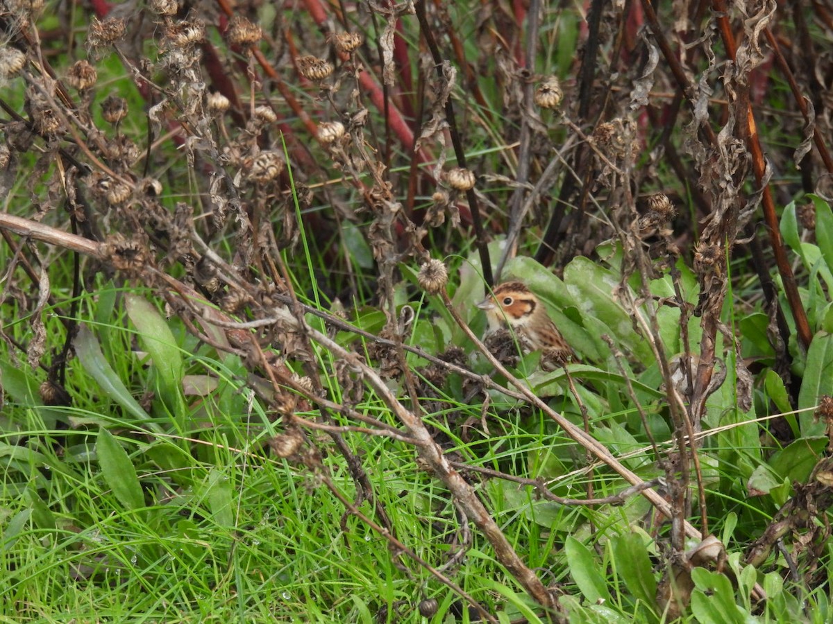 小鵐 - ML644377205