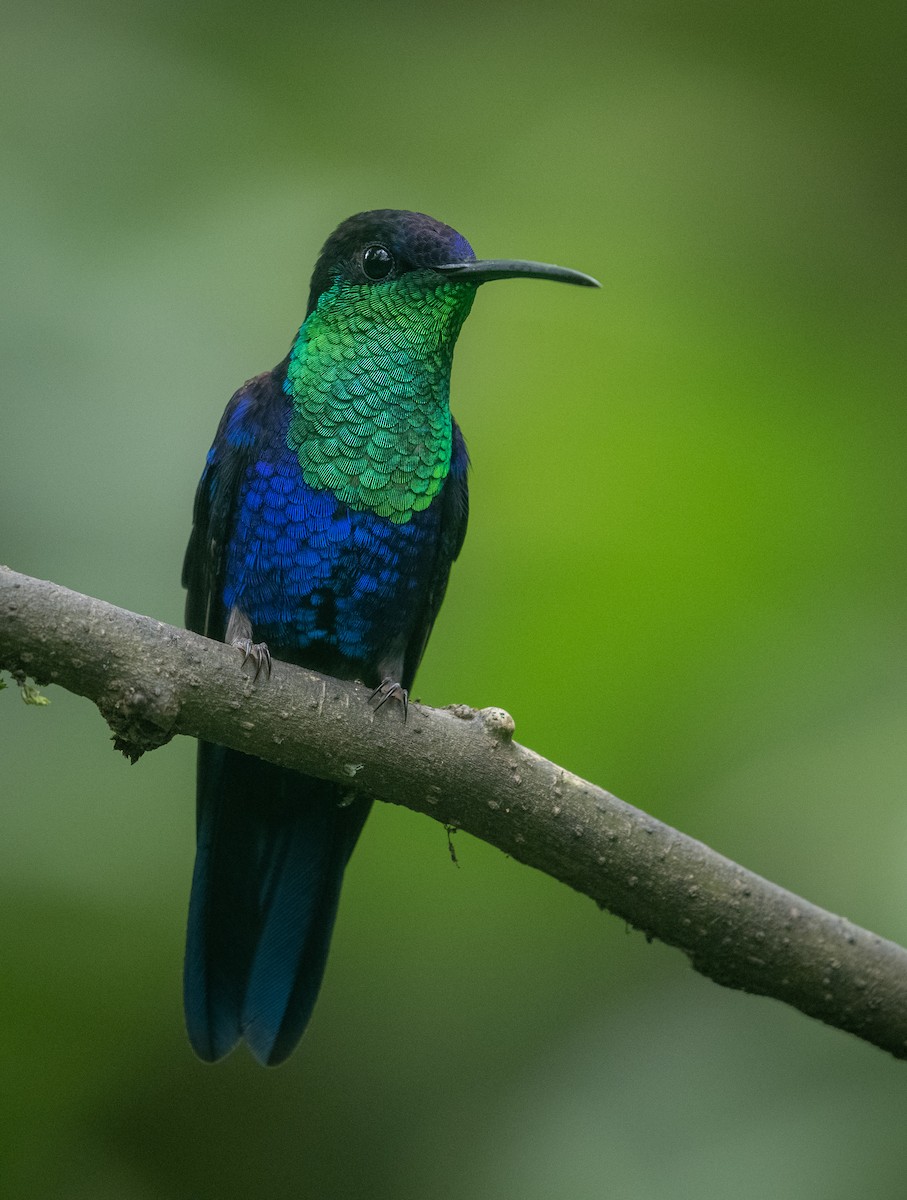 Crowned Woodnymph - ML644377207