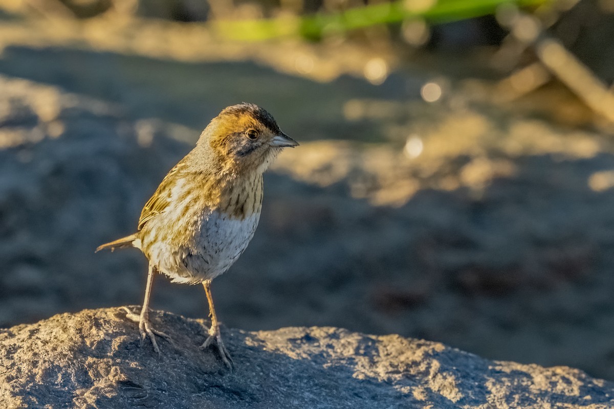Nelson's Sparrow - ML644377210