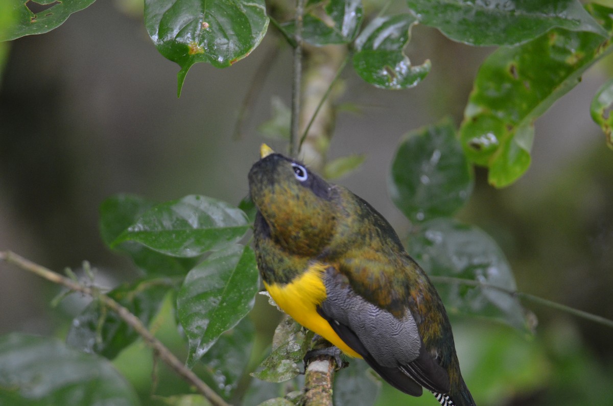 Graceful Black-throated Trogon - ML644377221