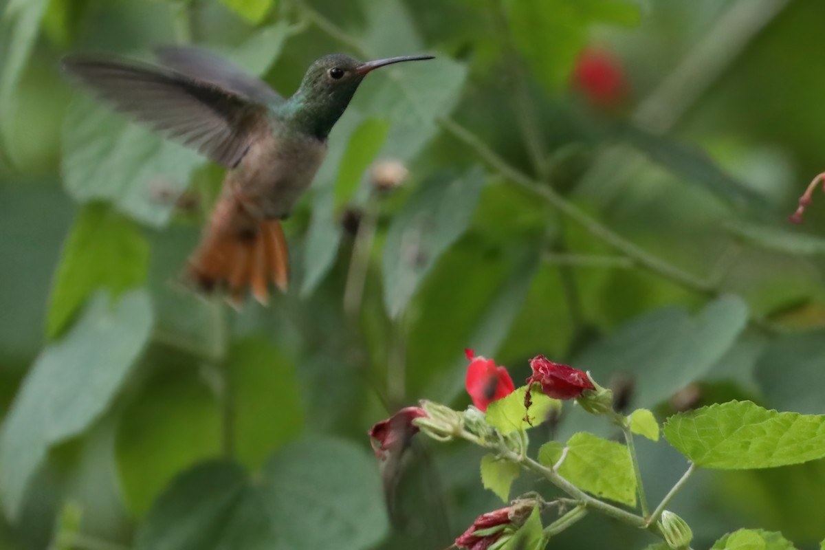 yucatánkolibri - ML644377222