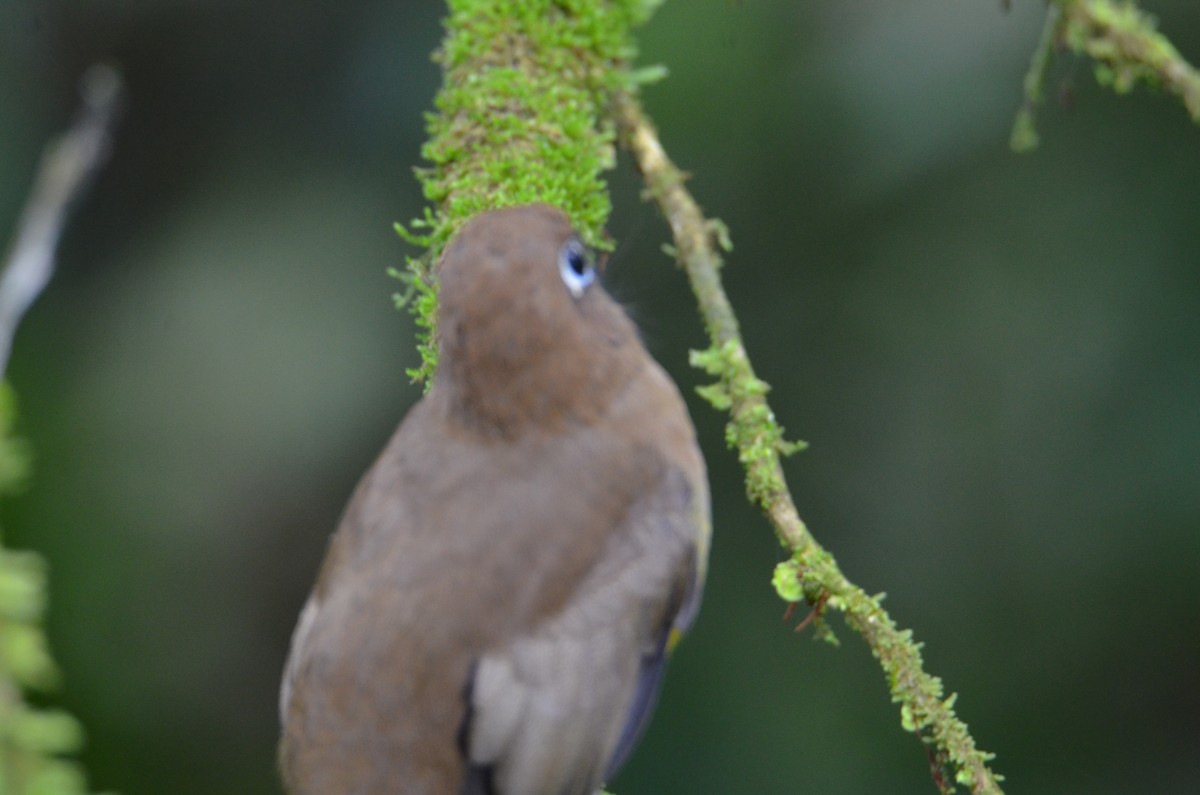 Graceful Black-throated Trogon - ML644377226